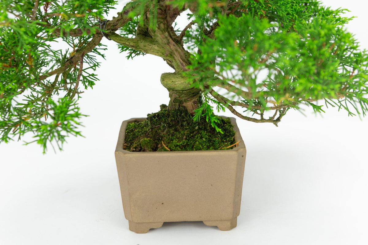 Buiten Bonsai Juniperus chinensis ongeglazuurde vierkant 10cm, hoogte ~33cm