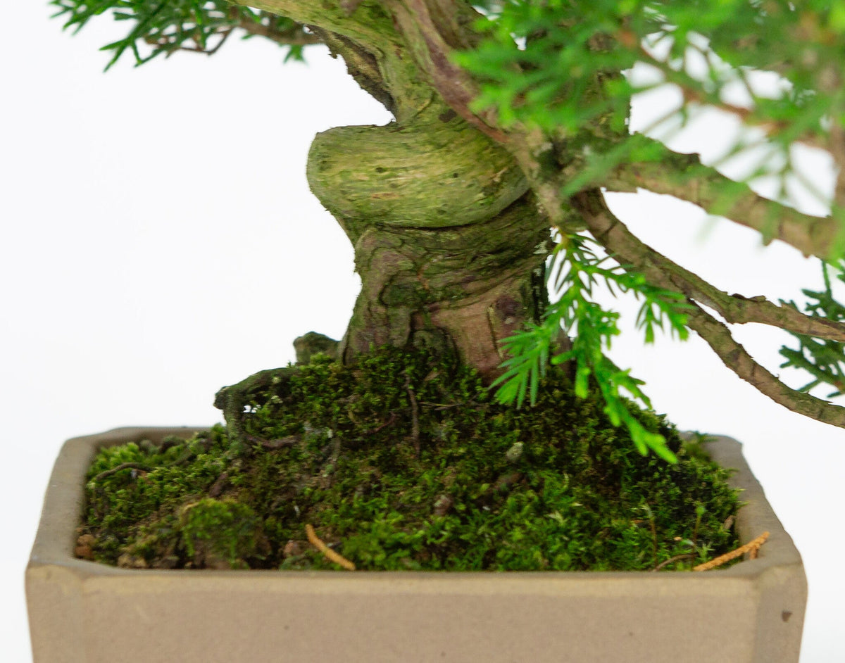 Buiten Bonsai Juniperus chinensis ongeglazuurde vierkant 10cm, hoogte ~33cm