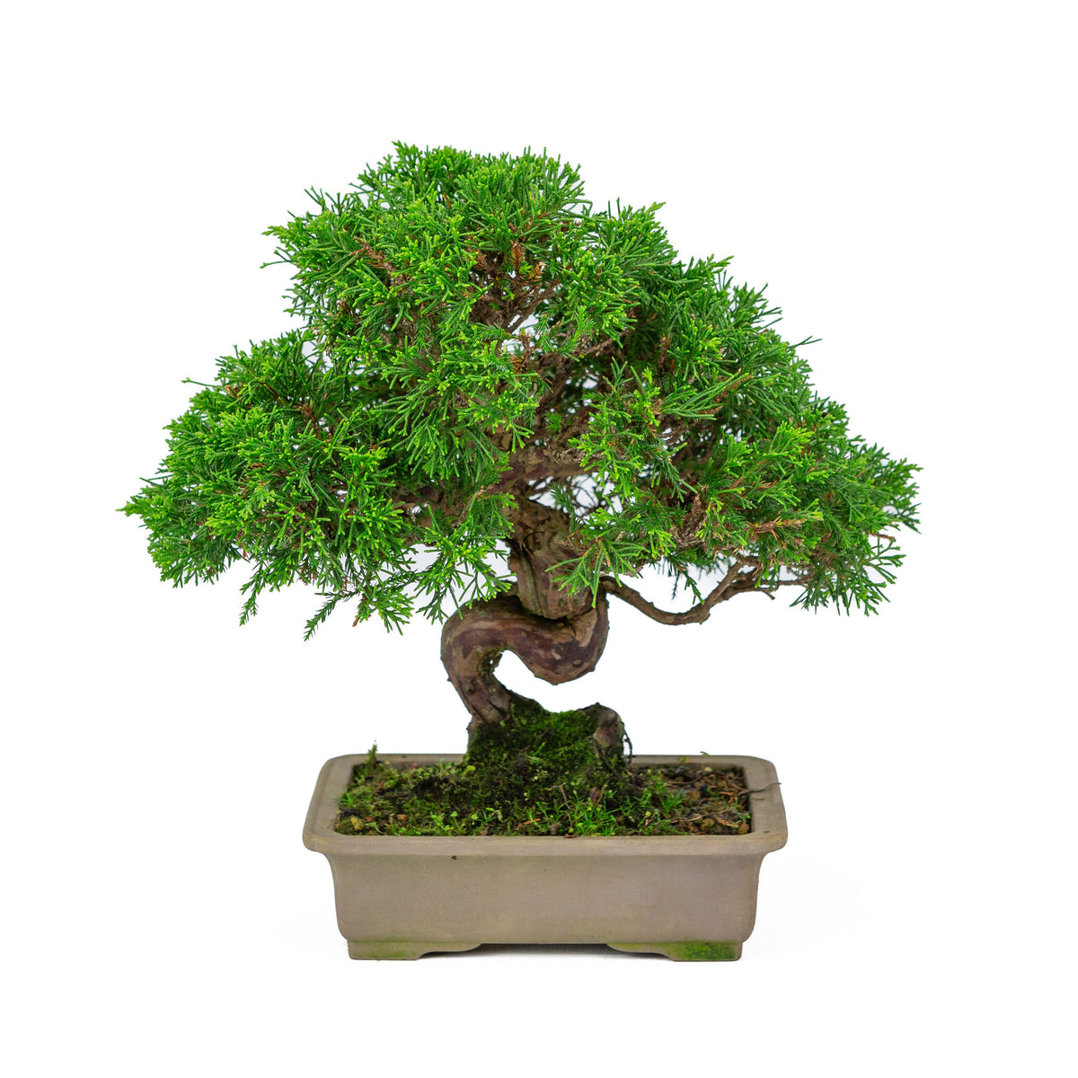 Buiten Bonsai Juniperus chinensis ongeglazuurde rechthoekige pot 19cm, hoogte ~31cm