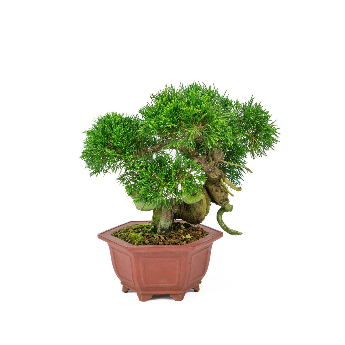 Buiten Bonsai Juniperus chinensis ongeglazuurde zeshoekige pot 18cm, hoogte ~28cm