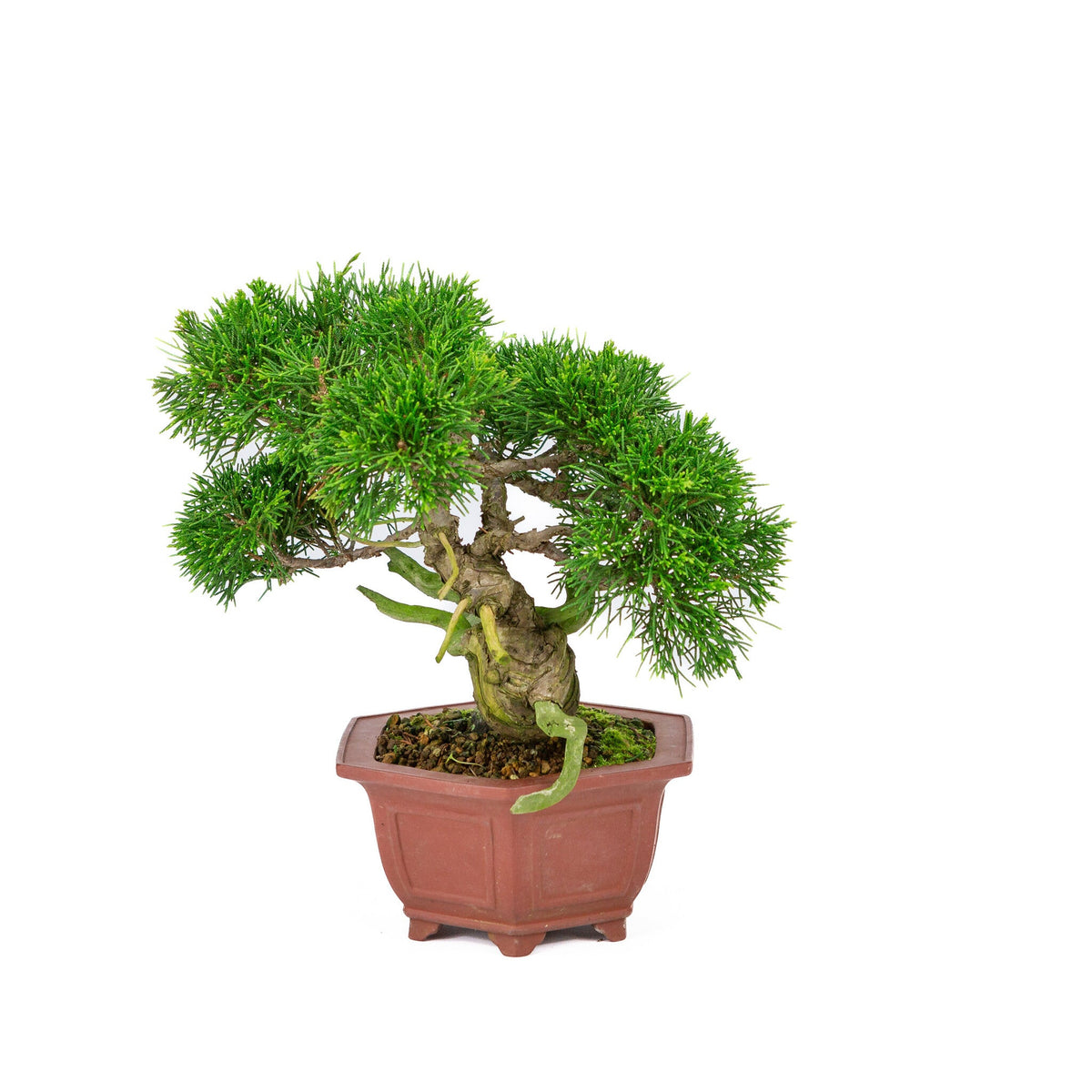 Buiten Bonsai Juniperus chinensis ongeglazuurde zeshoekige pot 18cm, hoogte ~28cm