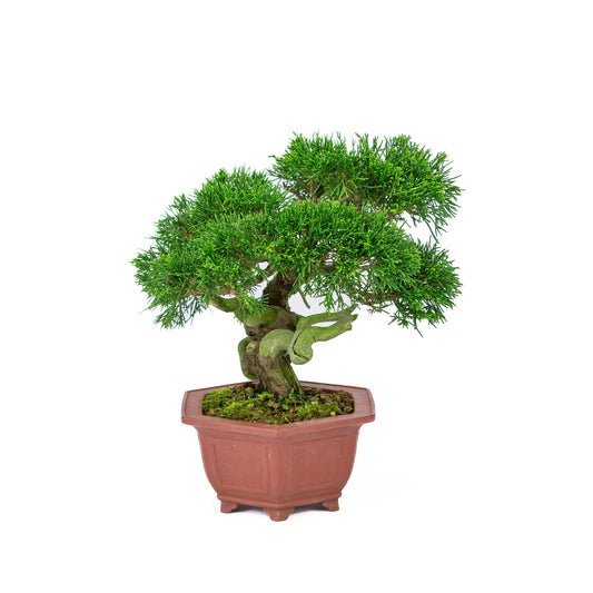 Buiten Bonsai Juniperus chinensis ongeglazuurde zeshoekige pot 18cm, hoogte ~28cm