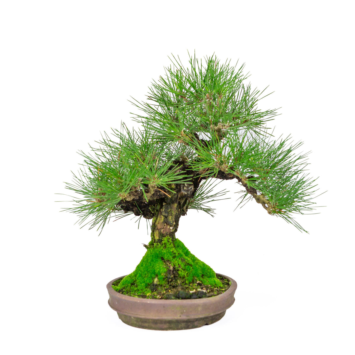 Buiten Bonsai Pinus thunbergii ronde ongeglazuurde pot 20cm, hoogte ~37cm