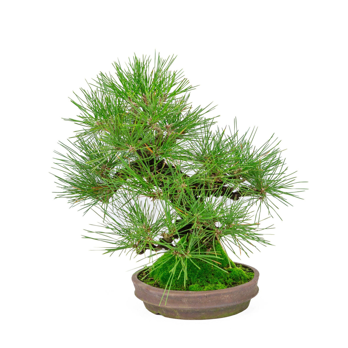 Buiten Bonsai Pinus thunbergii ronde ongeglazuurde pot 20cm, hoogte ~37cm