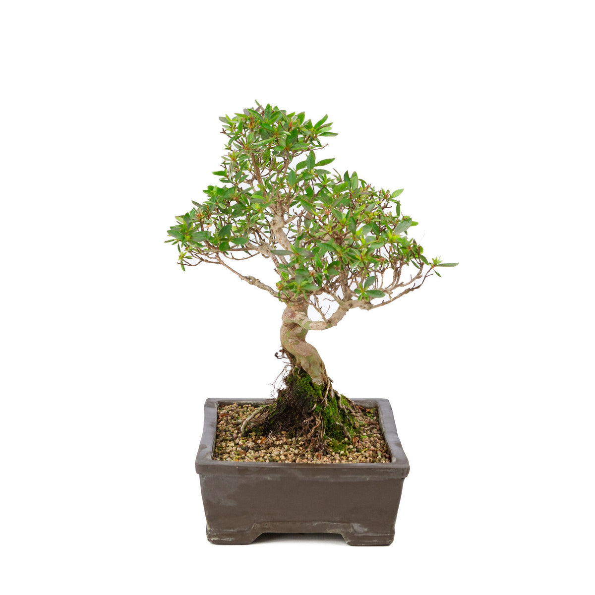 Buiten Bonsai Rhododendron indicum ongeglazuurde rechthoekige pot 25cm, hoogte ~41cm