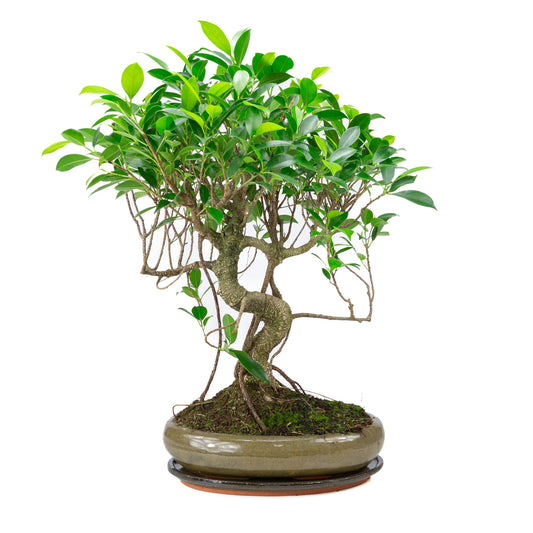 Binnen Bonsai Ficus retusa shape groene ovale pot 29cm, hoogte ~ 47cm