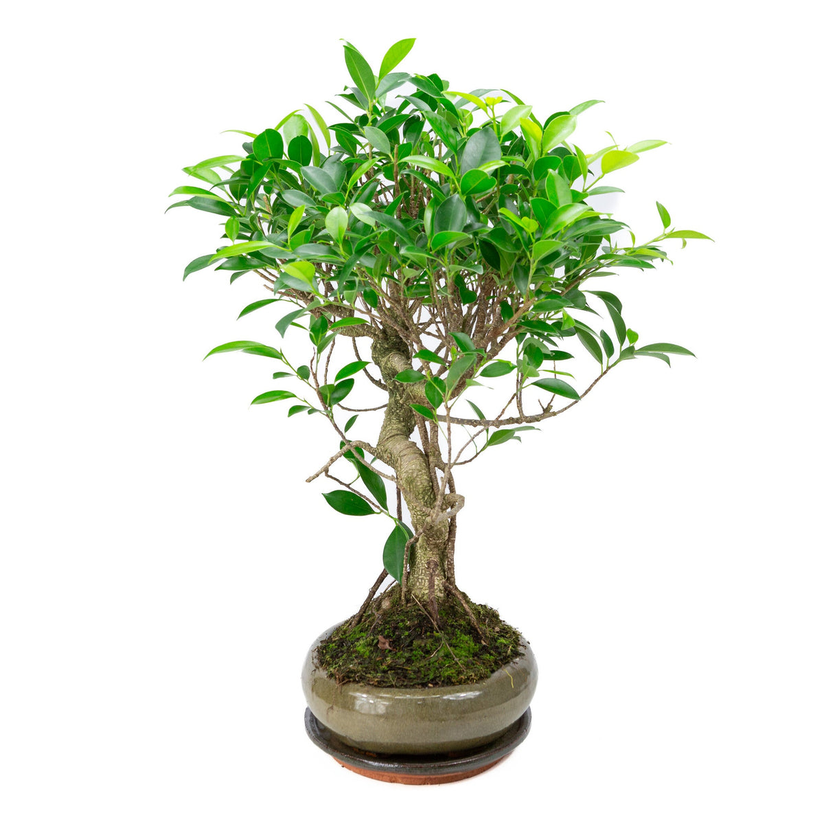 Binnen Bonsai Ficus retusa shape groene ovale pot 29cm, hoogte ~ 47cm