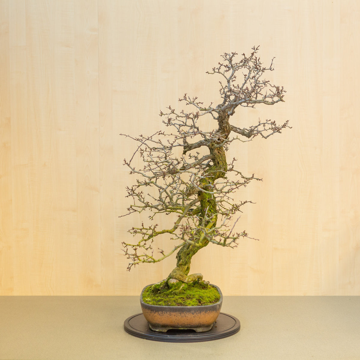 Buiten Bonsai Crataegus cuneata ongeglazuurde met bruin glazuur rechthoekige pot 38.5 cm, hoogte ~95 cm