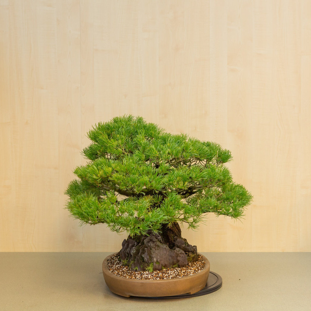 Pinus thunbergii met steen ongeglazuurde ovale pot 50 cm, hoogte ~58cm