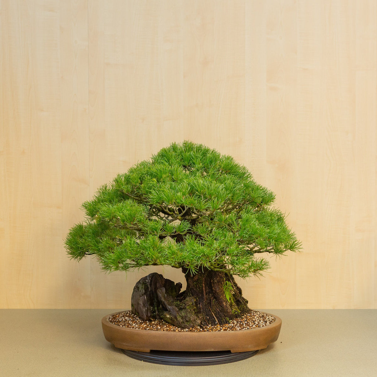 Pinus thunbergii met steen ongeglazuurde ovale pot 50 cm, hoogte ~58cm