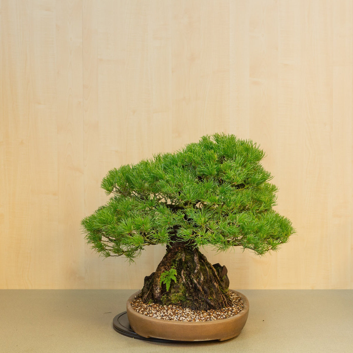 Pinus thunbergii met steen ongeglazuurde ovale pot 50 cm, hoogte ~58cm