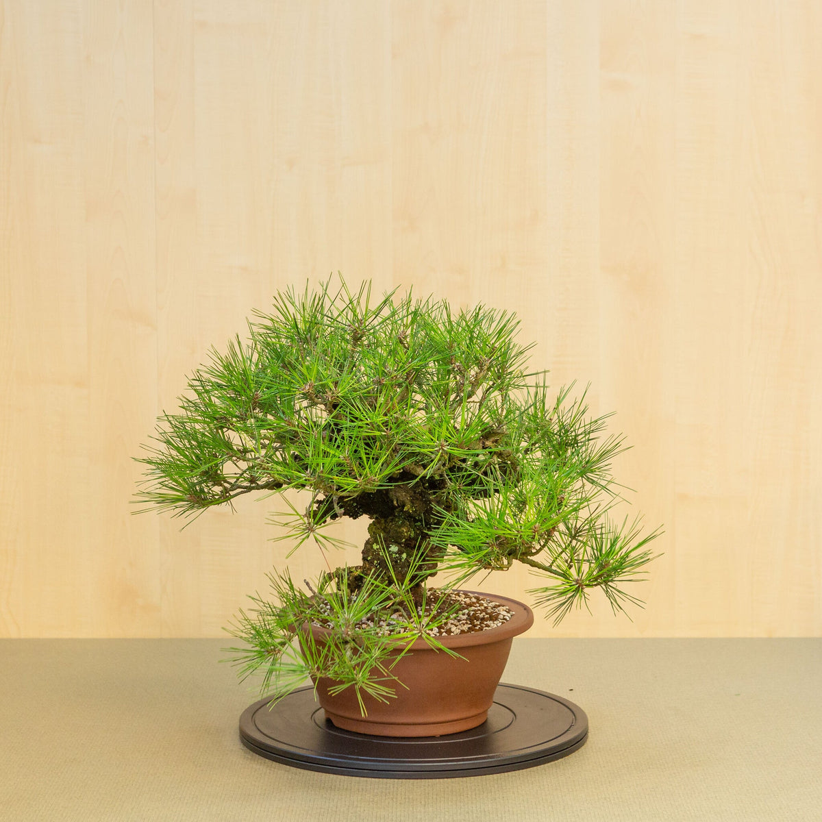 Buiten Bonsai Pinus thunbergii corticosa ongeglazuurde ronde pot 29 cm, hoogte ~50cm