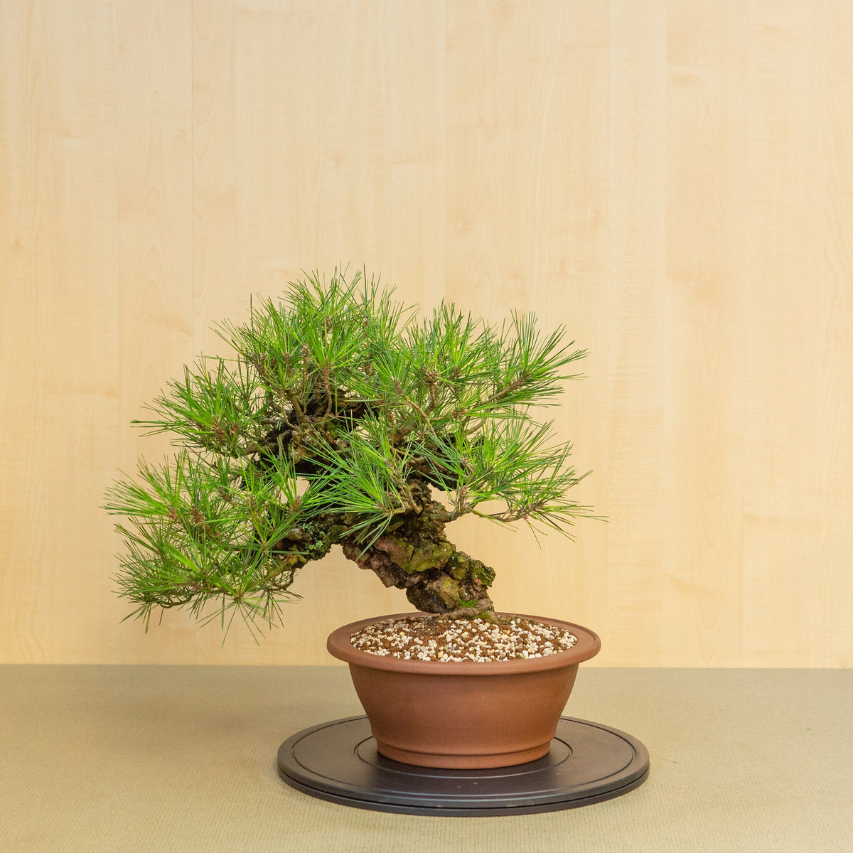 Buiten Bonsai Pinus thunbergii corticosa ongeglazuurde ronde pot 29 cm, hoogte ~50cm