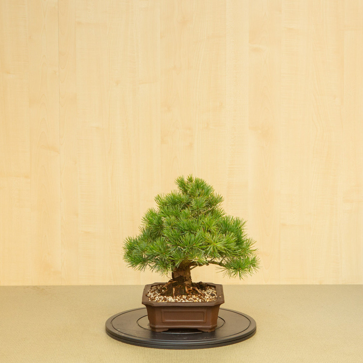 Buiten Bonsai Pinus parviflora ongeglazuurde Mokko pot 25 cm, hoogte ~39 cm