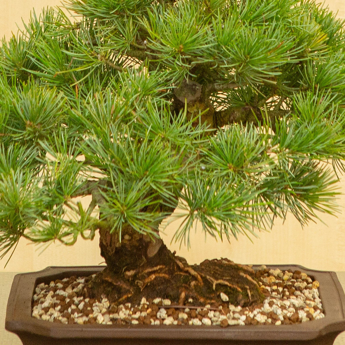 Buiten Bonsai Pinus parviflora ongeglazuurde Mokko pot 25 cm, hoogte ~39 cm