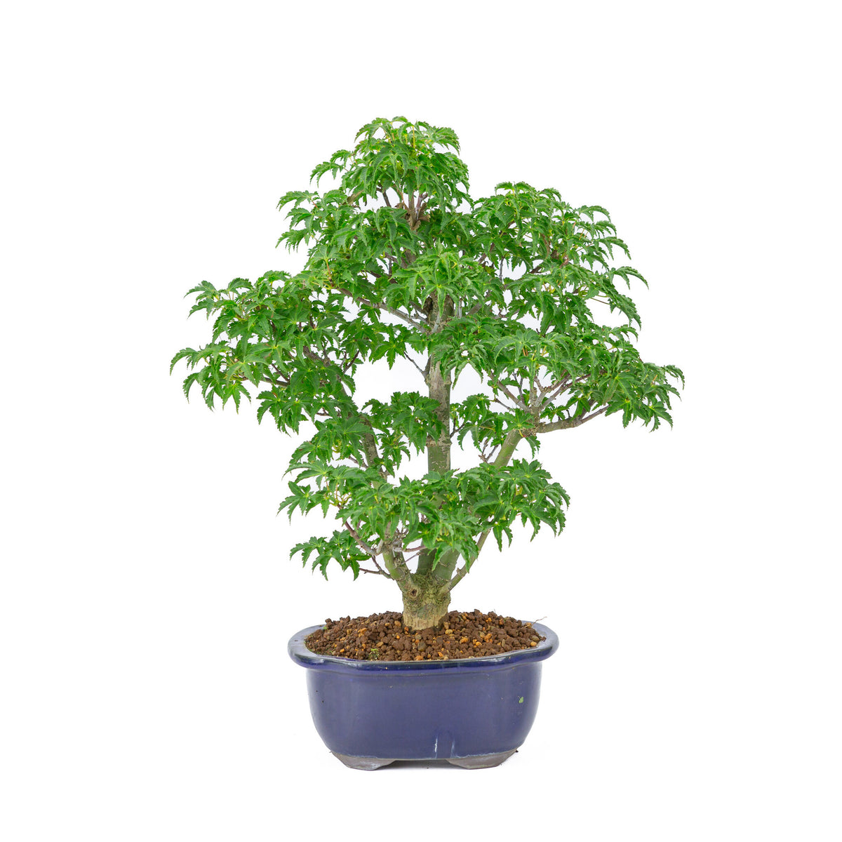 Buiten Bonsai Acer palmatum 'Shishigashira' blauwe Mokko pot 20cm, hoogte ~45cm