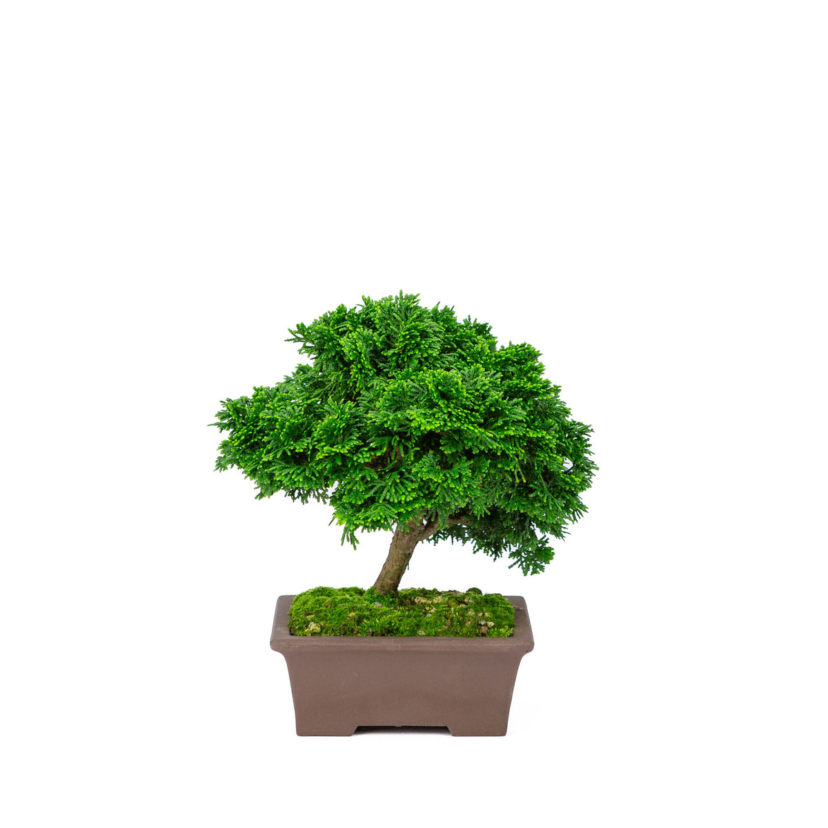 Buiten Bonsai Chamaecyparis obtusa ongeglazuurde rechthoekige pot 13cm, hoogte ~22cm