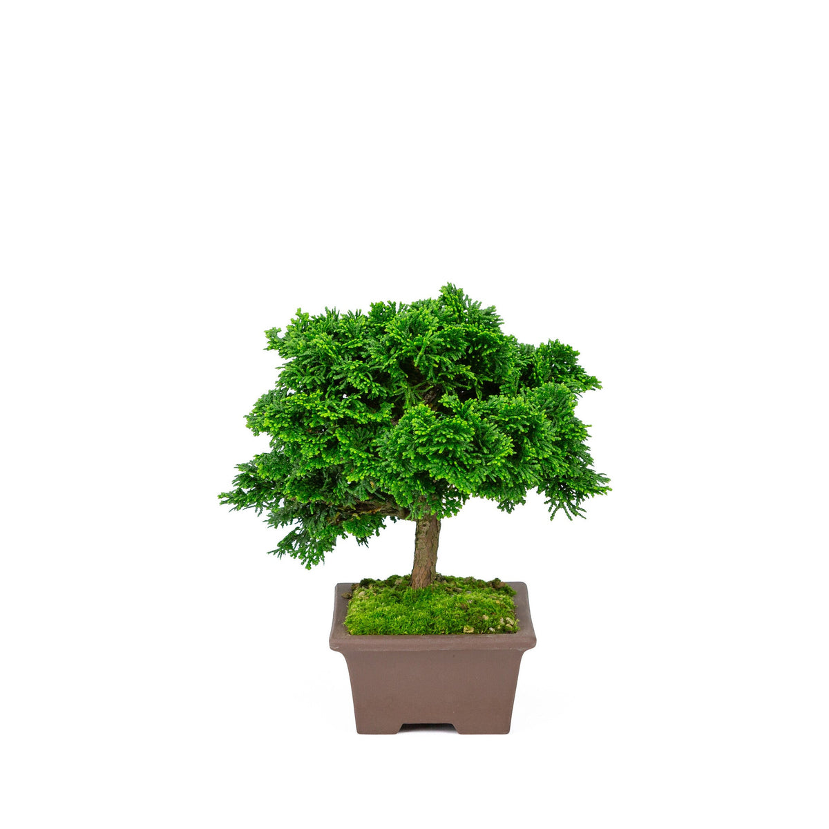Buiten Bonsai Chamaecyparis obtusa ongeglazuurde rechthoekige pot 13cm, hoogte ~22cm