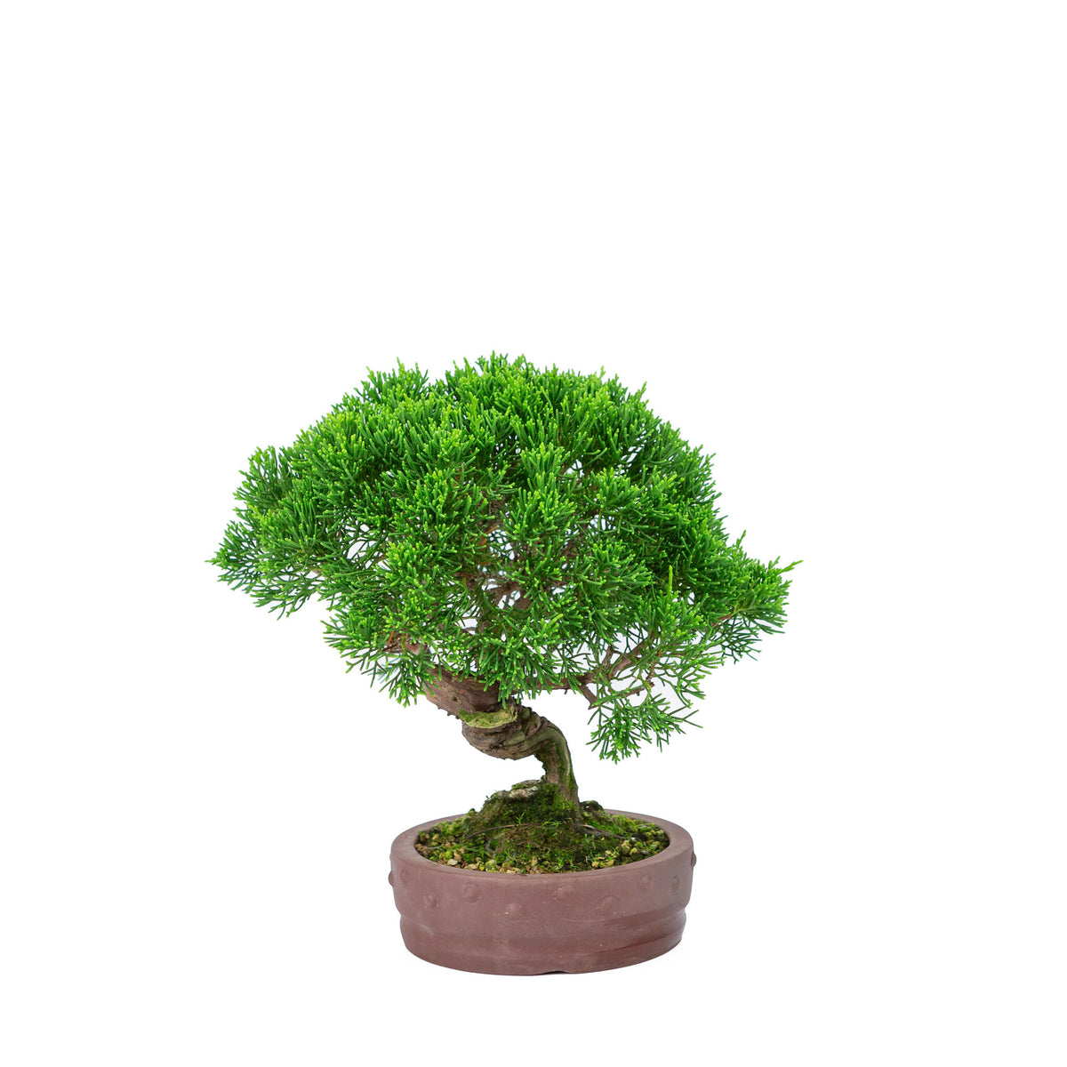 Buiten Bonsai Juniperus chinensis 'Itoigawa' ongeglazuurde ronde trommel pot 14cm, hoogte ~27cm