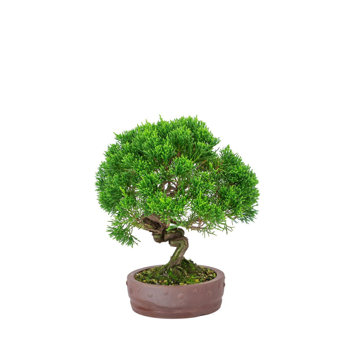 Buiten Bonsai Juniperus chinensis 'Itoigawa' ongeglazuurde ronde trommel pot 14cm, hoogte ~27cm