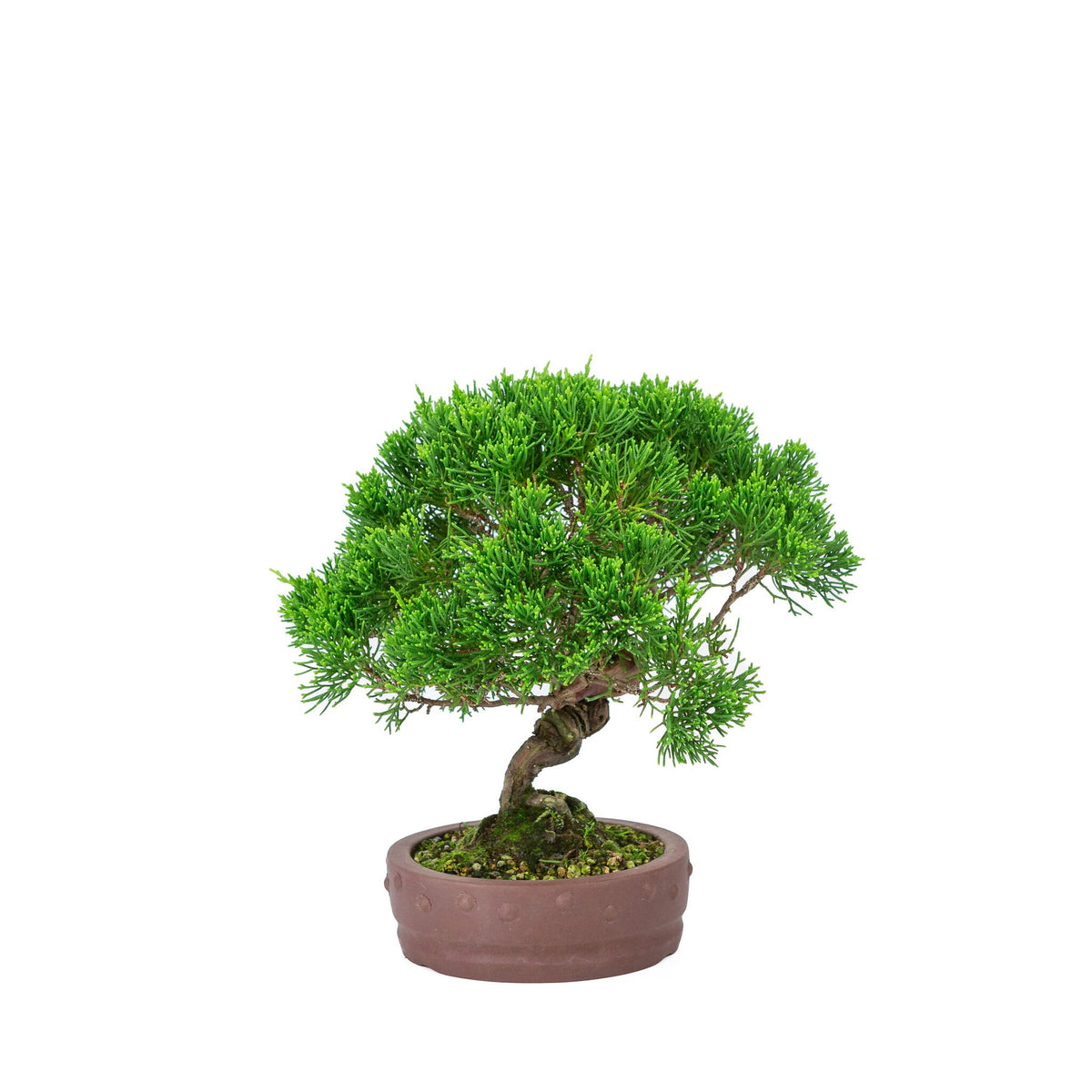 Buiten Bonsai Juniperus chinensis 'Itoigawa' ongeglazuurde ronde trommel pot 14cm, hoogte ~27cm