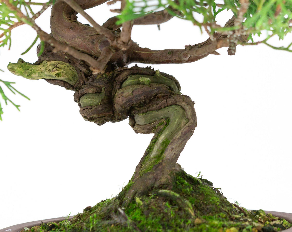 Buiten Bonsai Juniperus chinensis 'Itoigawa' ongeglazuurde ronde trommel pot 14cm, hoogte ~27cm