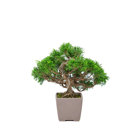 Buiten Bonsai Juniperus chinensis 'Itoigawa' ongeglazuurde vierkant 9cm, hoogte ~25cm