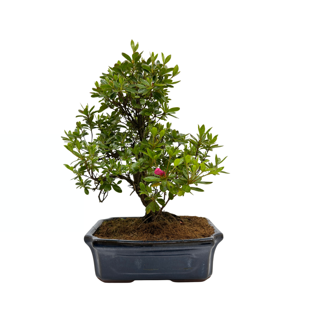 Rhododendron indicum (azalea satsuki), altezza ~40cm