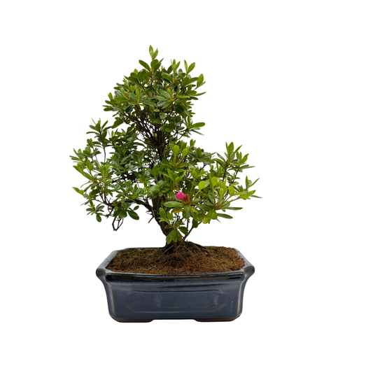 Rhododendron indicum (azalea satsuki), altezza ~40cm