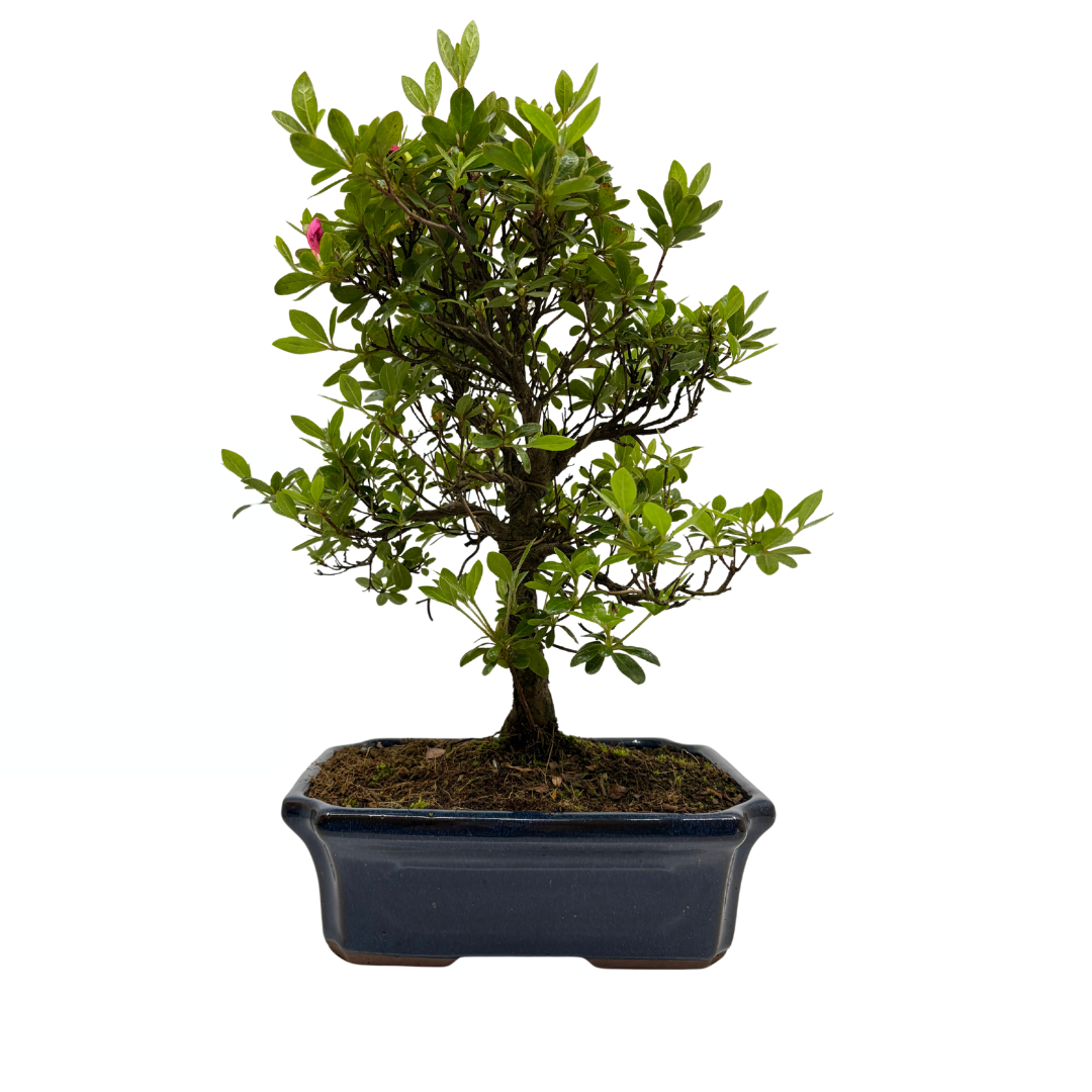 Rhododendron indicum (azalea satsuki), altezza ~40cm