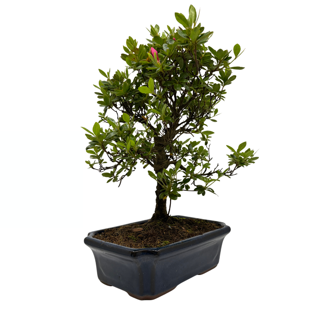 Rhododendron indicum (azalea satsuki), altezza ~40cm