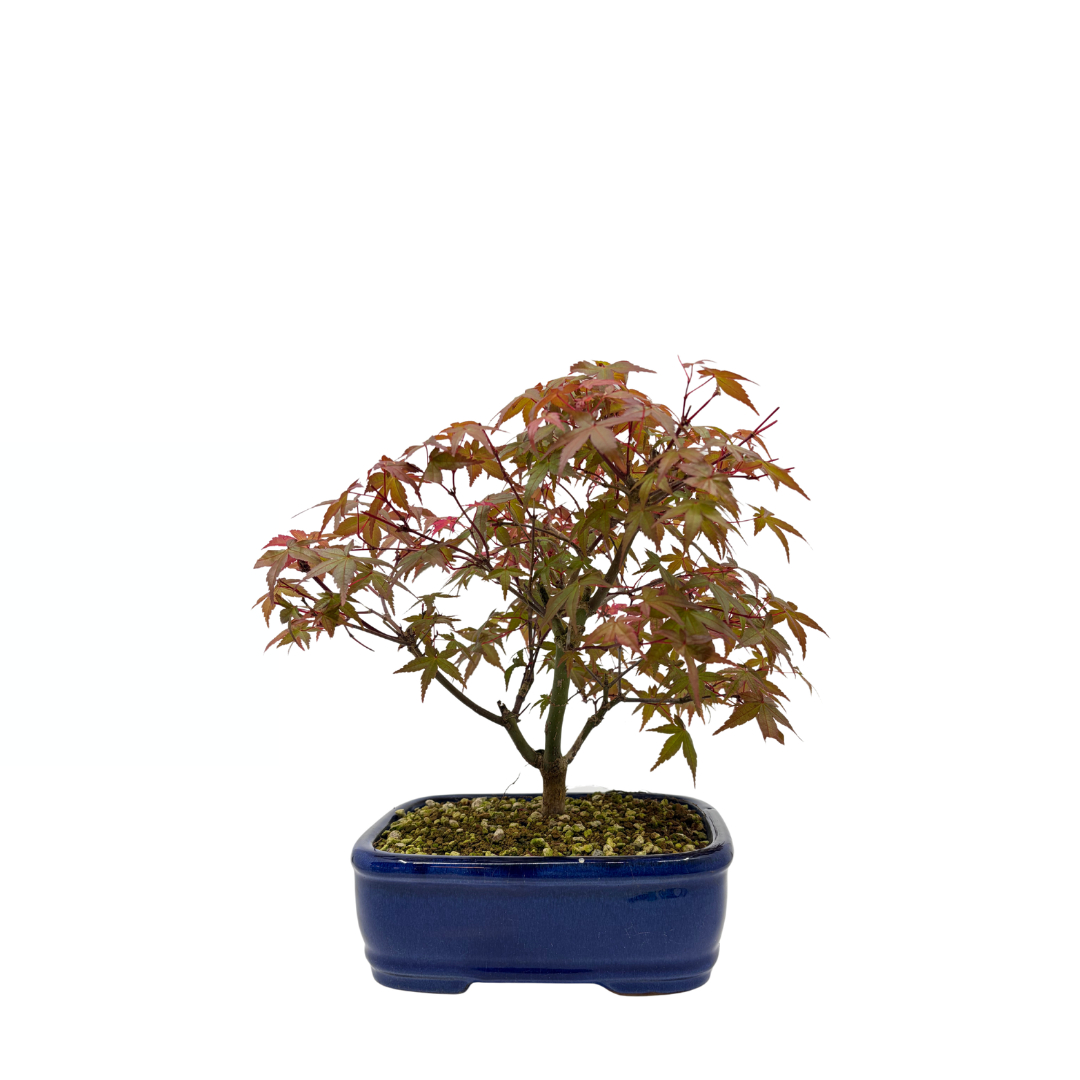 Acer palmatum 'Deshojo' (acero giapponese), altezza ~28cm