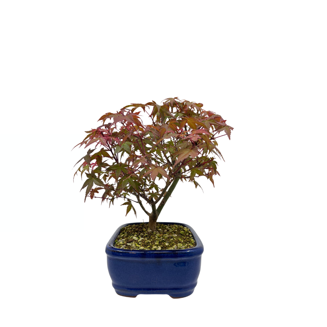 Acer palmatum 'Deshojo' (acero giapponese), altezza ~28cm