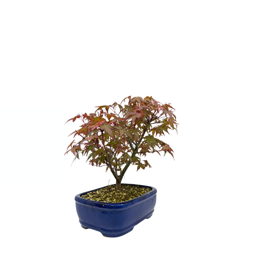 Acer palmatum 'Deshojo' (acero giapponese), altezza ~28cm