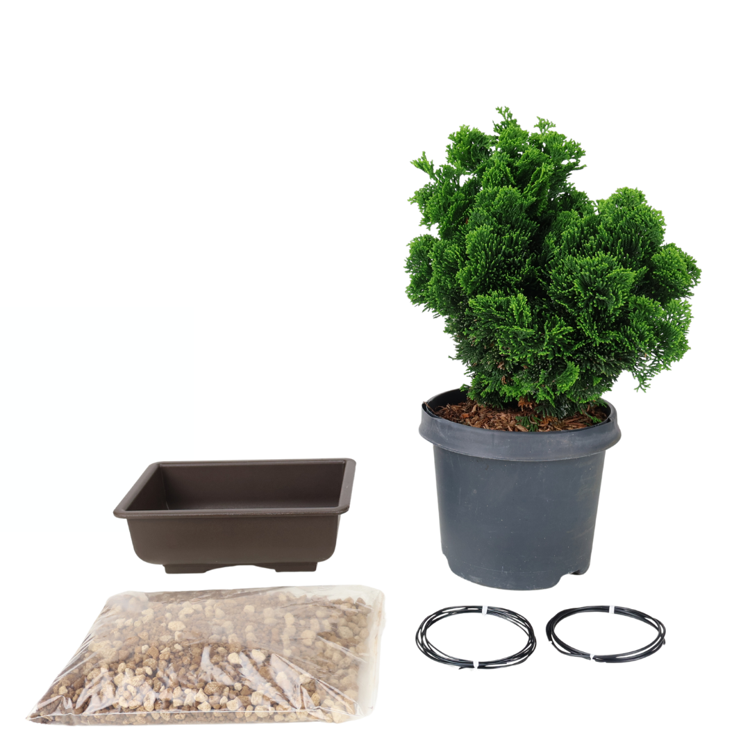 Kit iniziale Chamaecyparis obtusa (Cipresso Hinoki)