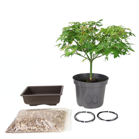 Starter kit Acer palmatum (acero giapponese)
