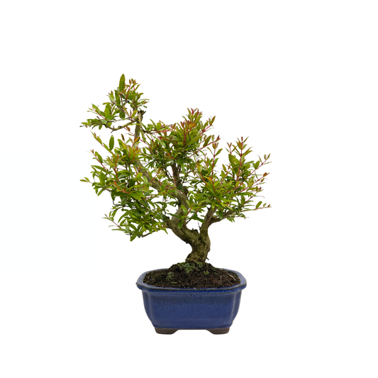 Punica granatum (melograno), altezza ~35cm