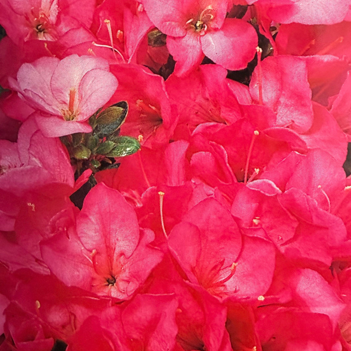 Kit iniziale Azalea japonica
