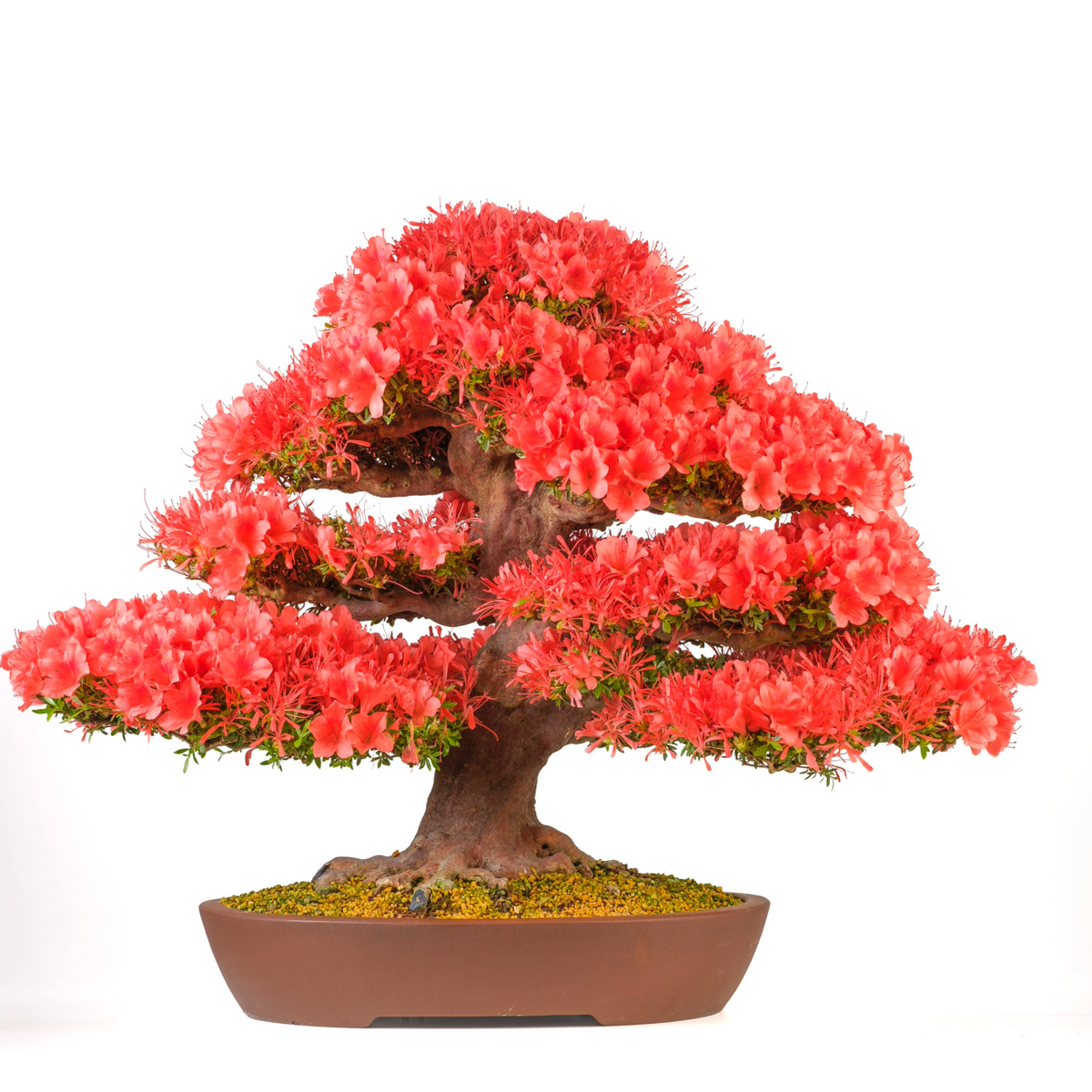 Rhododendron indicum 'Kinsai' (Azalea) n. 107, altezza ~74 cm