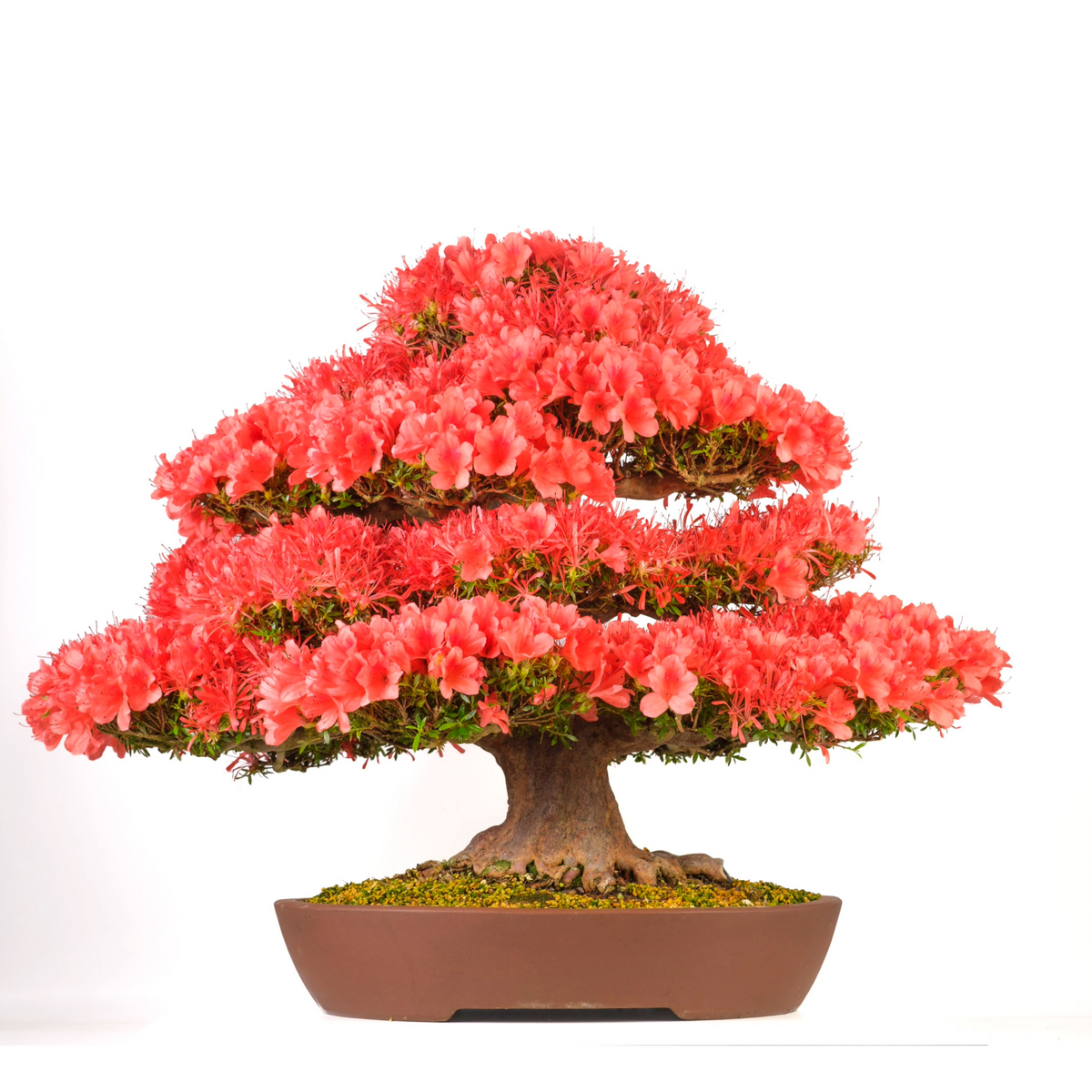 Rhododendron indicum 'Kinsai' (Azalea) n. 107, altezza ~74 cm