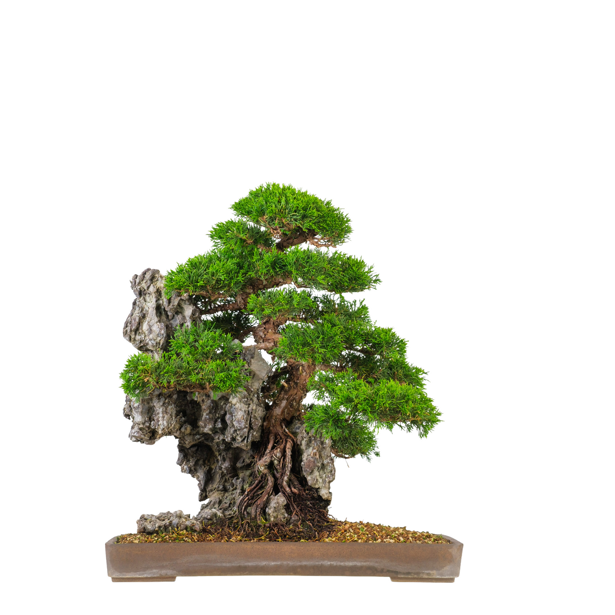 Juniperus chinensis (Ginepro cinese) N. 89, altezza ~52cm