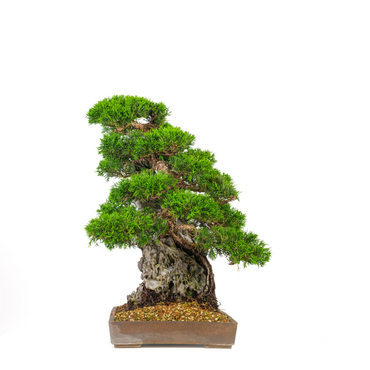 Juniperus chinensis (Ginepro cinese) N. 89, altezza ~52cm