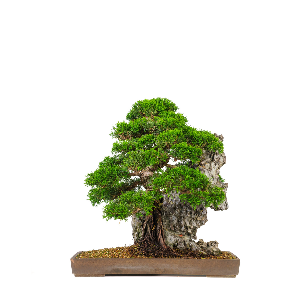 Juniperus chinensis (Ginepro cinese) N. 89, altezza ~52cm