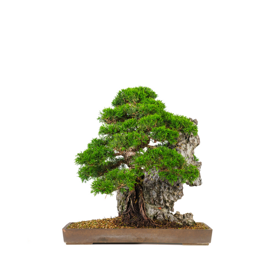 Juniperus chinensis (Ginepro cinese) N. 89, altezza ~52cm