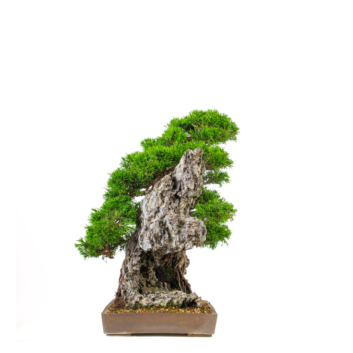 Juniperus chinensis (Ginepro cinese) N. 89, altezza ~52cm