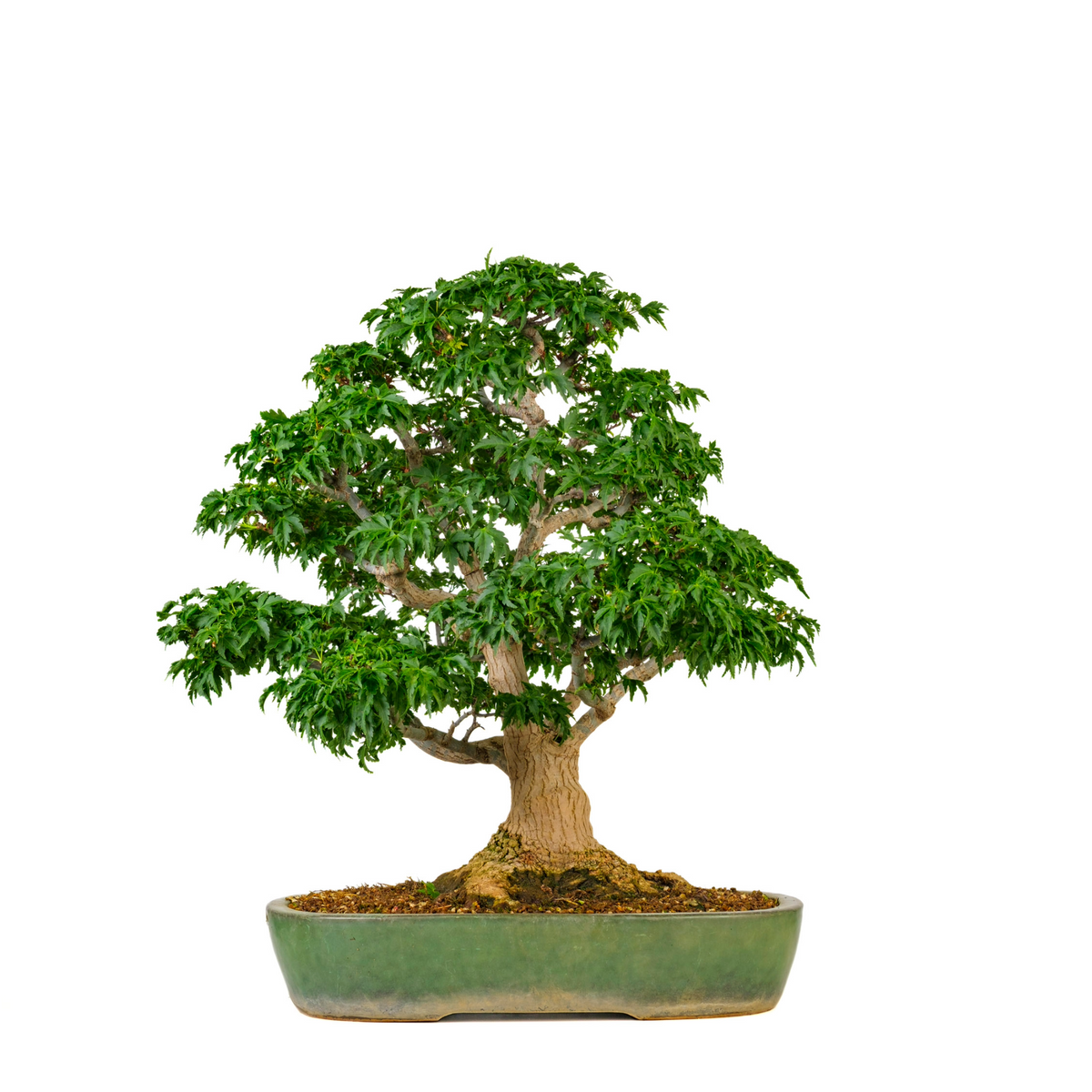 Acer palmatum 'Shishigashira' (Acero giapponese) N. 110, altezza ~57cm