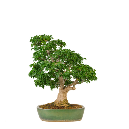 Acer palmatum 'Shishigashira' (Acero giapponese) N. 110, altezza ~57cm