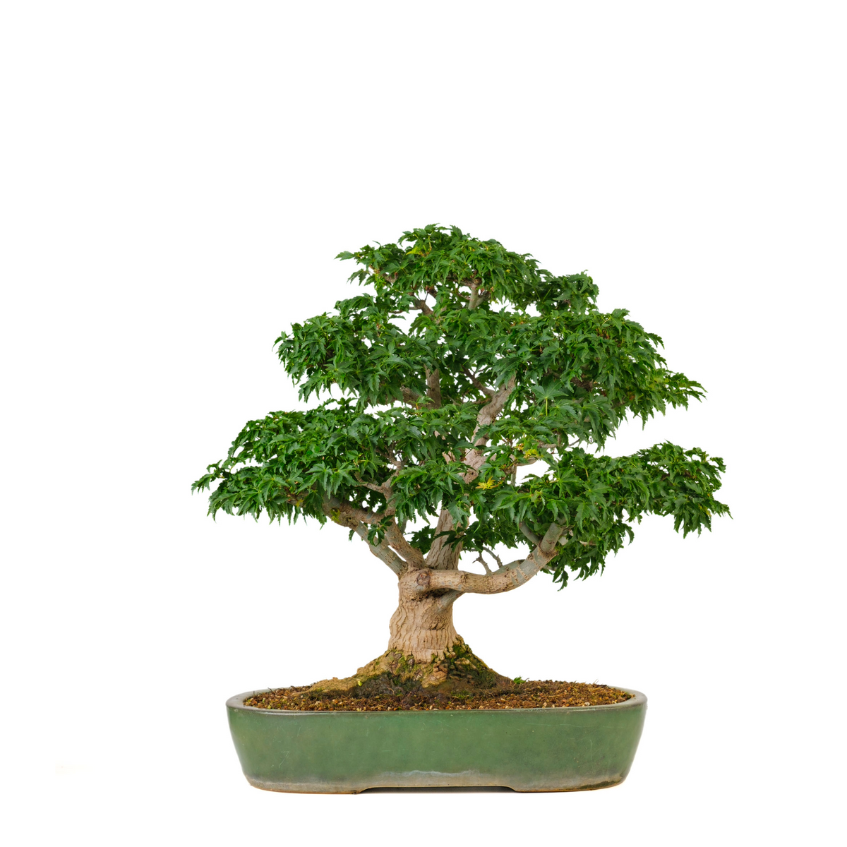 Acer palmatum 'Shishigashira' (Acero giapponese) N. 110, altezza ~57cm