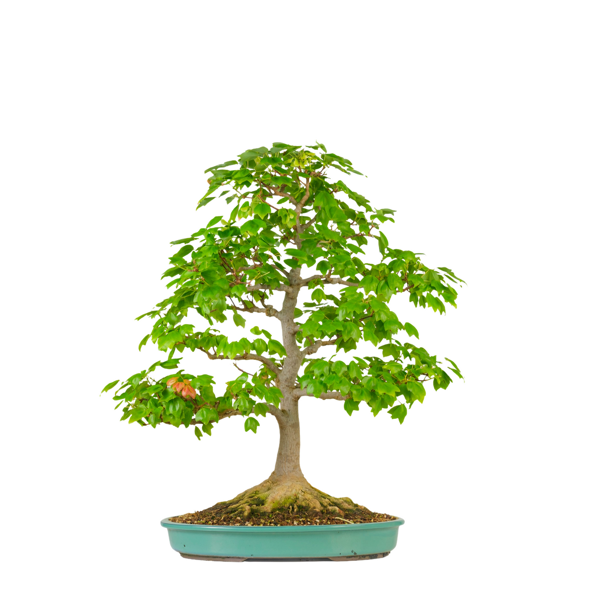 Acer buergerianum 'Miyasama' (Acero tridente) N. 16, altezza ~68cm