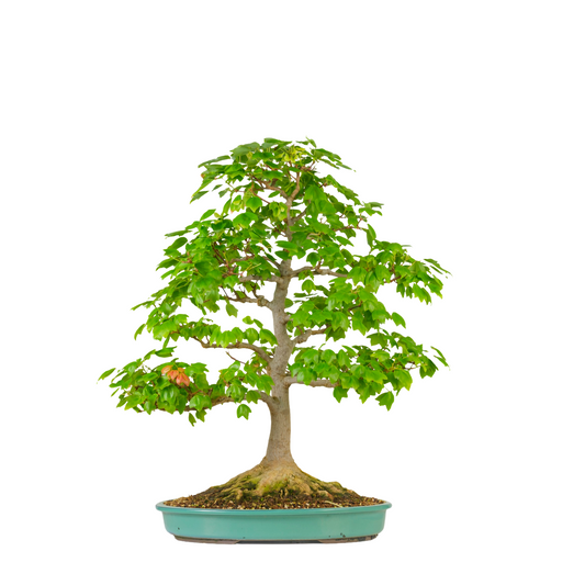 Acer buergerianum 'Miyasama' (Acero tridente) N. 16, altezza ~68cm